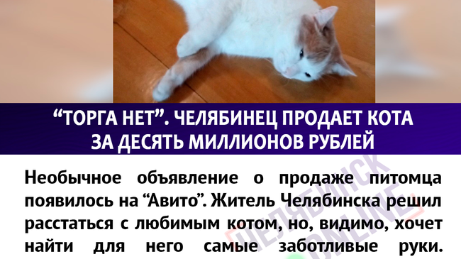 “Кот Мурзик. 10 000 000 ₽. Торга нет”