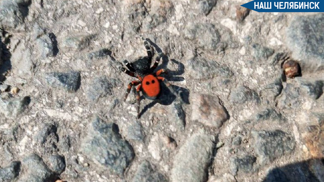 🕷️ В Магнитогорске заметили ядовитого паука — черного эрезуса, также известного как паук «божья коровка»