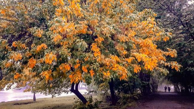 Вот и осень, и снова дождь стучится,