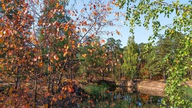🍂 Живописный парк им. Гагарина. А вы уже сделали фотографии среди осенних листьев? Делитесь в комментариях!
