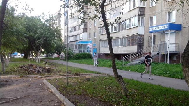 На северо-западе Челябинска вырубили яблоневую аллею
