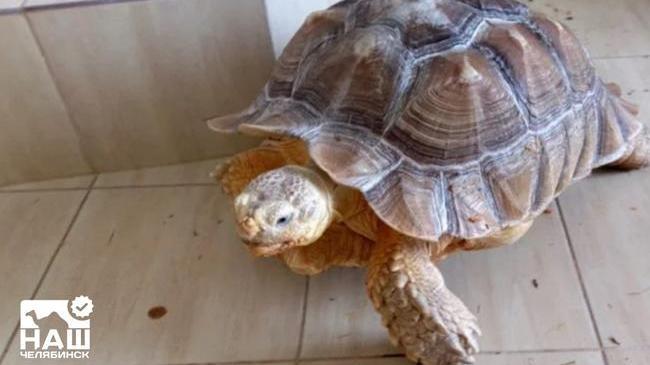 ⚡В Челябинске продают гигантскую черепаху за 130 тысяч рублей. 