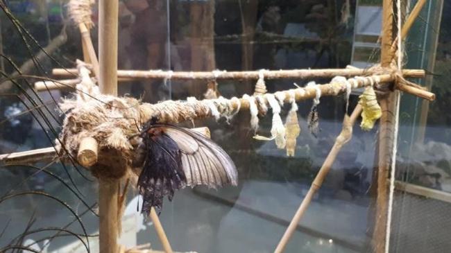 Челябинцы остались без тропических бабочек из-за тайфуна на Филиппинах 