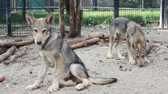 В челябинском зоопарке волчат назвали в честь собак-героев войны