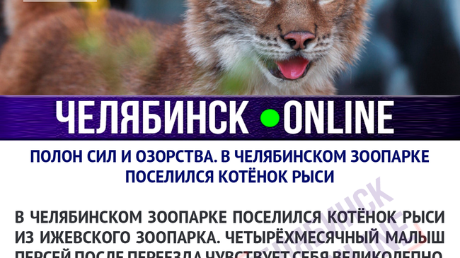 В зоопарке Челябинска пополнение - умилительный котенок Рыси приехал прямиком из Ижевска!🐯