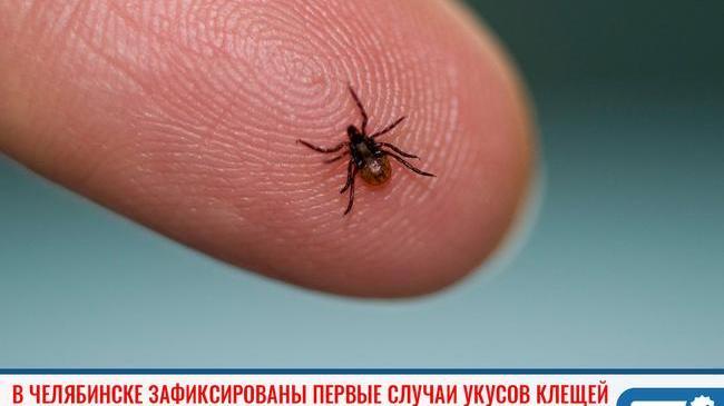 ❗Первые случаи укусов клещей зафиксированы в Челябинской области 🐜