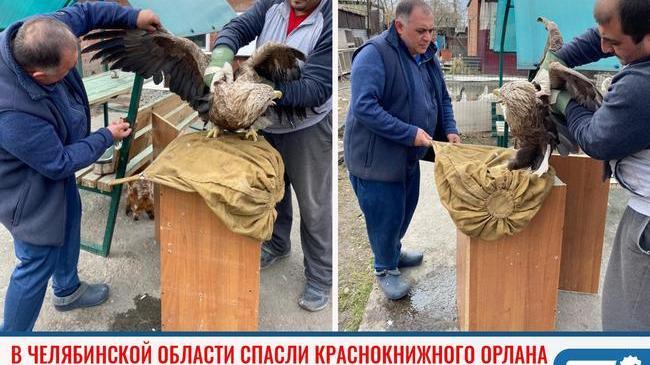 🦅 Челябинский приют диких животных пополнил раненый краснокнижный орлан