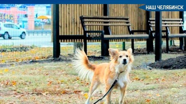 🐕 В Советском районе Челябинска появилась площадка для выгула собак.