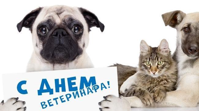 31 августа - День ветеринарного работника России!👩‍⚕👨‍⚕