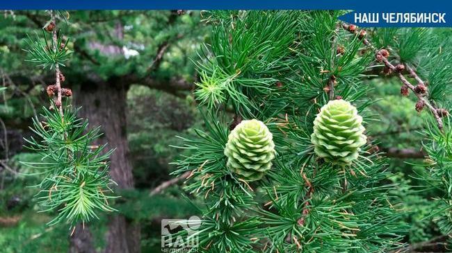 🌳 Сегодня, 11 октября, в 14:00 в Челябинске заложат Олимпийскую аллею 2021 года. 