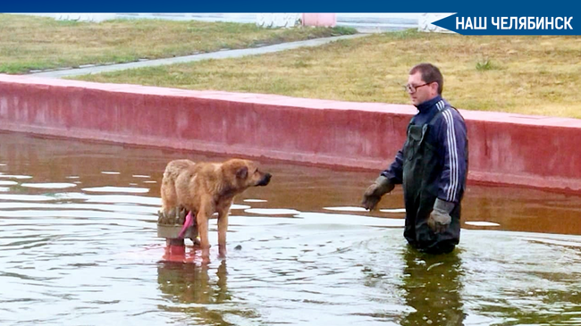 🐕 Добрая история спасения пса из фонтана произошла в Пластовском районе.
