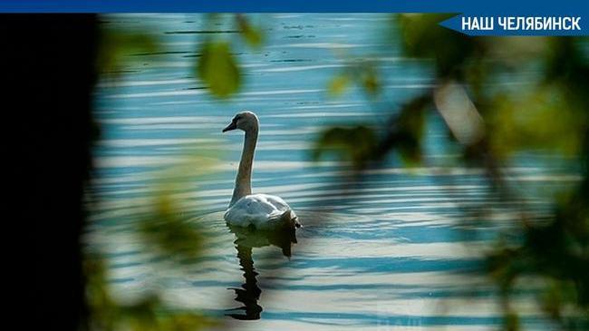 🙏🏻🦢 Жители Челябинской области обращаются в региональное министерство экологии с просьбой спасти лебедей, замеченных на местных озерах. 