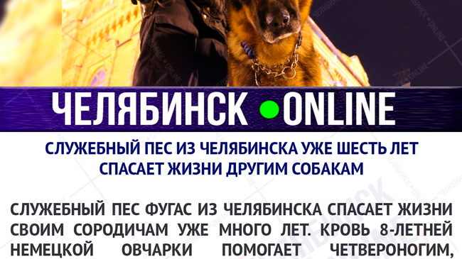 🐶 Служебный пес из Челябинска уже шесть лет спасает жизни другим собакам