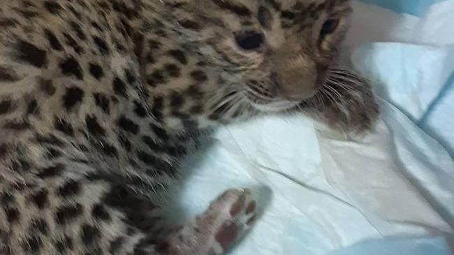 В Челябинске от малышки-леопарда отказалась мама   
