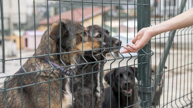 🐾 В Госдуму внесли законопроект об усыплении бездомных животных в приютах