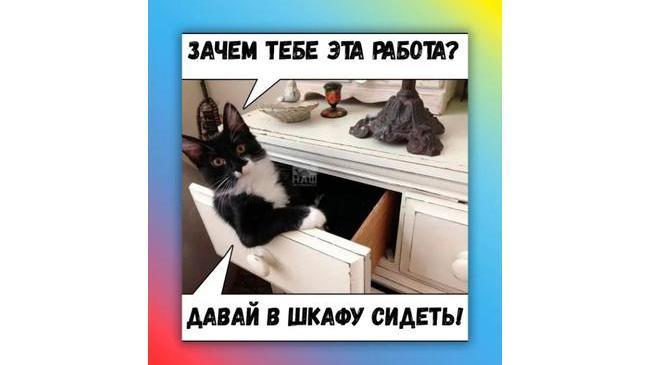 Кот-подстрекатель 😸 Особенно актуально для тех, кто работает на этой неделе 😓