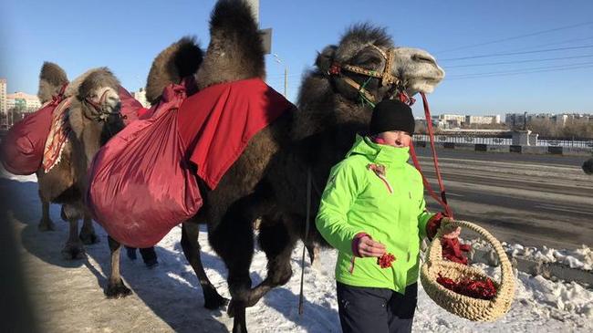 В Челябинске встретили караван верблюдов, груженный рябиной