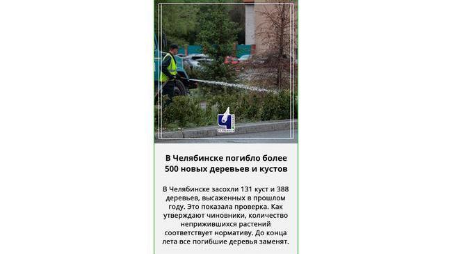 🌲 Деревья высадят заново, с этими не получилось...