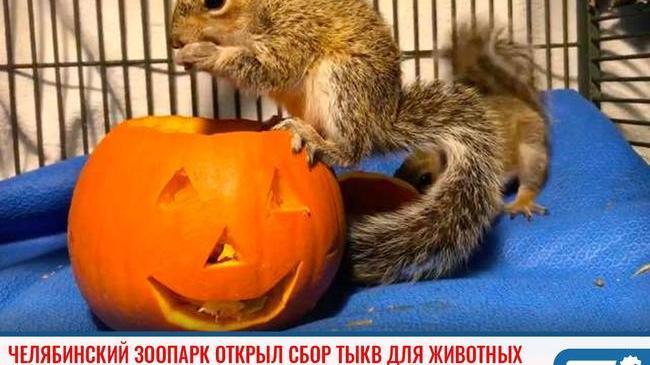 ⚡ Челябинский зоопарк открыл сбор тыкв и кабачков для животных 🍊 
