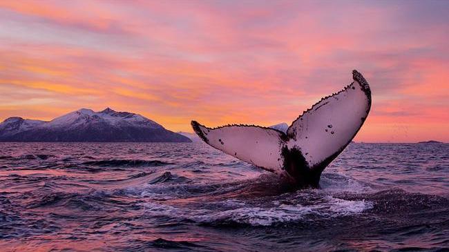 ✨Всемирный день защиты морских млекопитающих (День кита)🐋