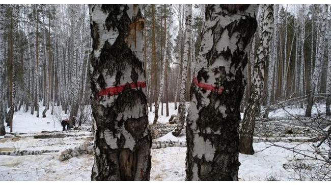 Вырубку 600 деревьев в парке Челябинска объяснили санитарной очисткой