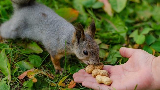 🐿 Эти пушистые челябинские ребята не из разряда стеснительных 😁 Эй, есть что вкусненькое? 