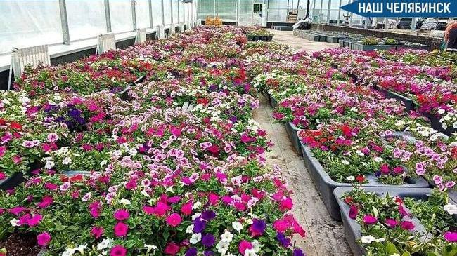 🌸 Вдоль дорог высадят сезонные цветы в Челябинске