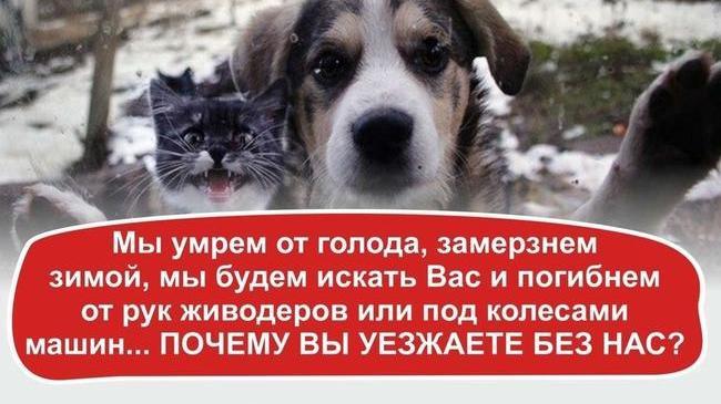 Дай лапу на прощание 😢 