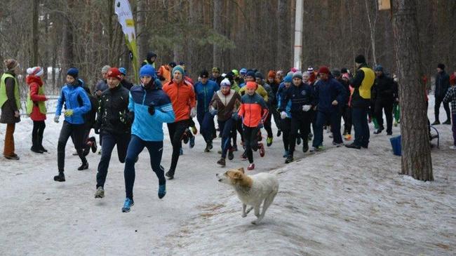 В Челябинском парке бездомная собака-Мотивака тренируется с местным бегунами