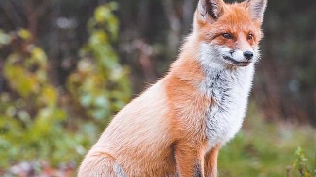 🦊 Местная жительница национального парка «Таганай»