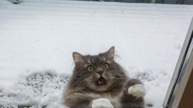 Зима, хватит уже, коты мёрзнут!