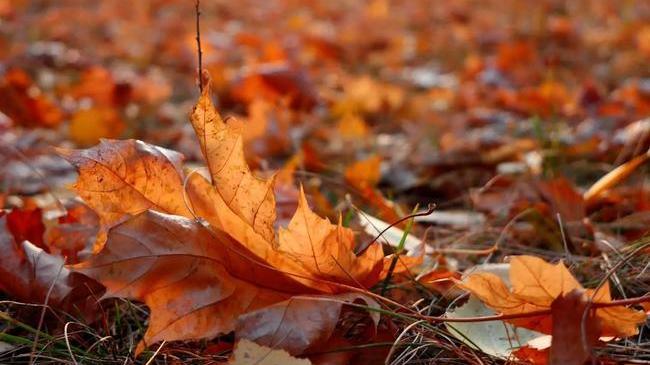 Доброго осеннего утра всем 🍂
