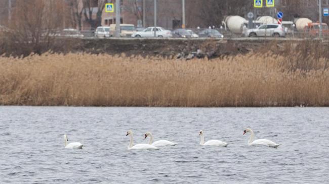 В центре Челябинска на реке поселились лебеди