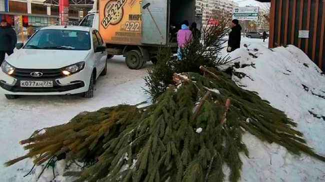 В Челябинске изъяли из продажи более 400 новогодних елок