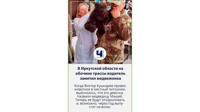 🐻 В Иркутской области на обочине трассы водитель заметил медвежонка. Малыш громко кричал и был истощен.