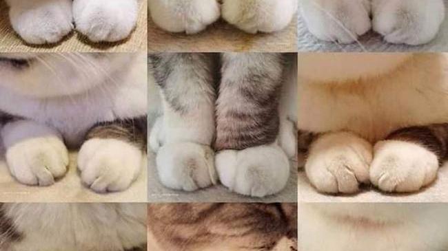 Набор из кошачьих лапок, пожалуйста