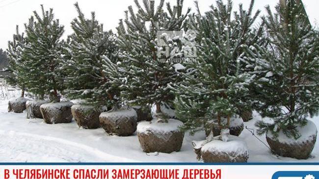 ⚡ В Челябинске спасли замерзающие деревья 🌳 