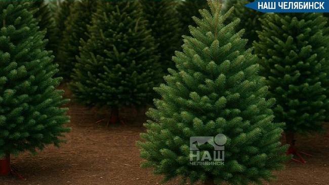 🌲 Перед Новым годом в регионе усилят охрану хвойных лесов