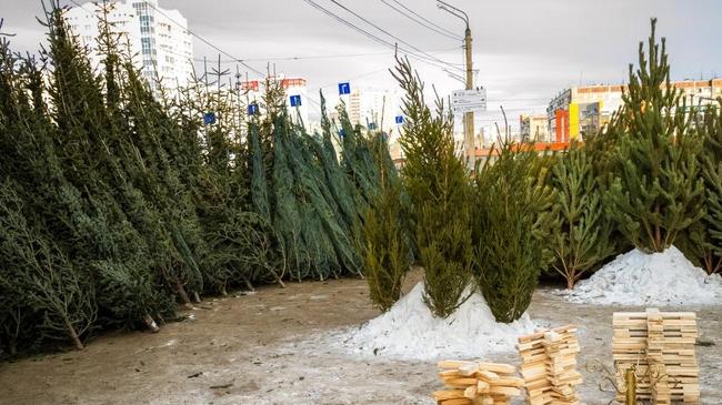 Предпринимателей, устроивших ёлочные свалки в Челябинске, внесут в чёрный список