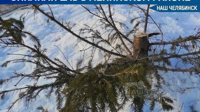🌲 В Ленинском районе неизвестные в масках ночью спилили ель