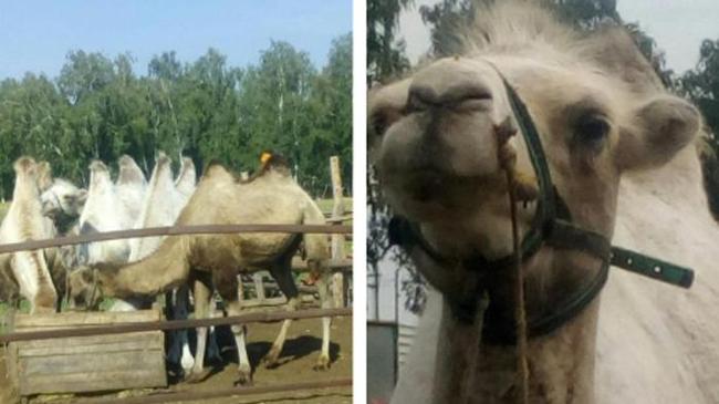 «Кому верблюда?». В Копейске продаются дрессированные верблюды по 160 тысяч рублей