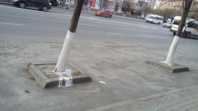 В Челябинске временно приостановлена побелка деревьев