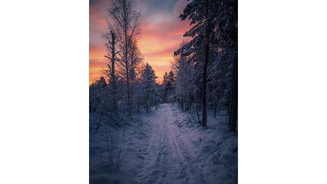 Вечерний лес прекрасен😍