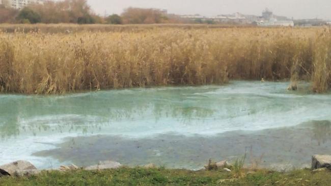 «Слили что-то химическое»: челябинцев встревожила зелёная с пятнами вода в Смолино 