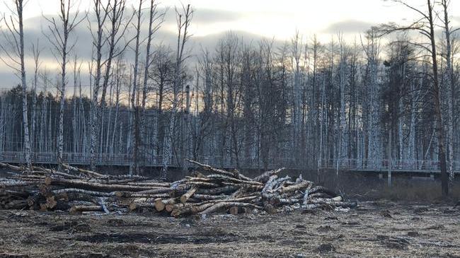 ⚡В Челябинской области после затопления леса началась массовая вырубка 