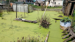😨 В Копейске после вчерашнего дождя огороды превратились в настоящие болота. 