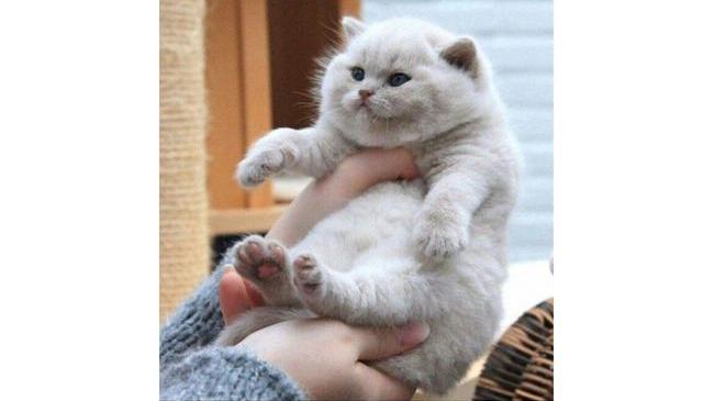 Когда с рождения кость пушистая😄