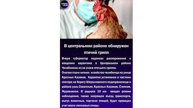 😱В центральном районе обнаружен птичий грипп