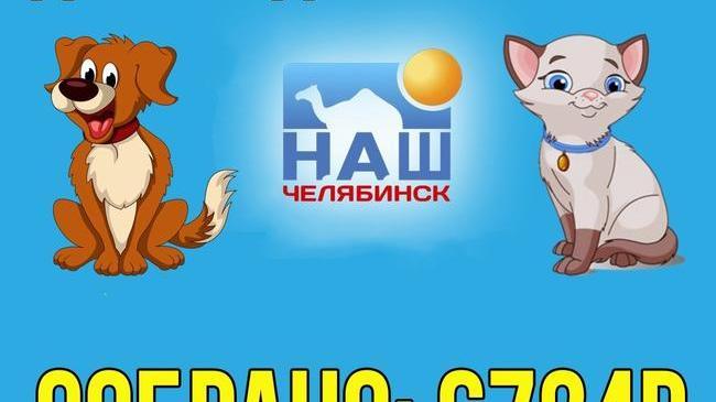 Друзья! Наш проект "Доброе дело? Легко!", целью которого была 🐕 помощь бездомным и брошенным животным в Челябинске, завершён.