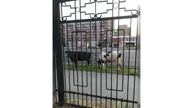Ничего необычного, просто коровы пасутся посреди города 😊. Кто потерял? 😁